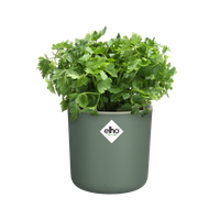 happy herbs 14cm laubgrün